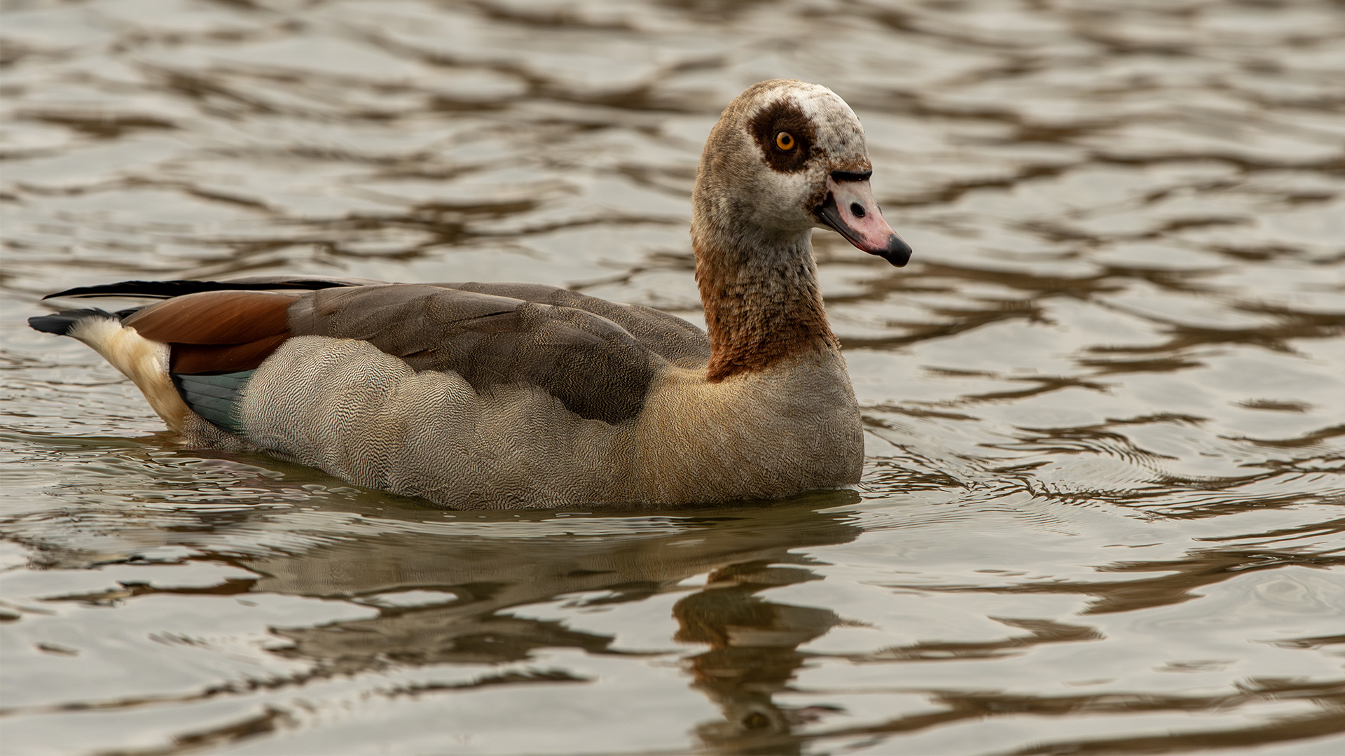 Egyptian Goose